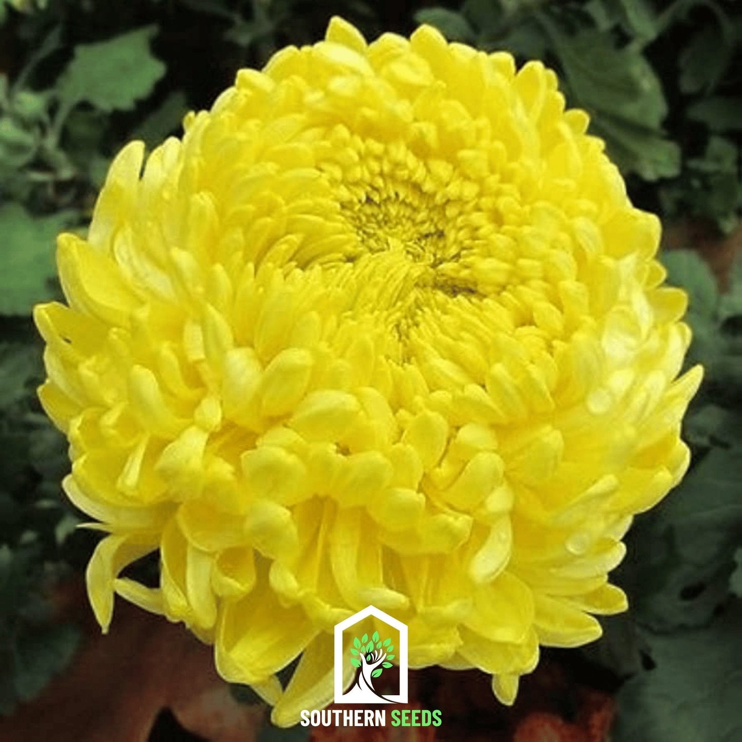 Yellow Paeony Duchess Aster ā 50 Seeds