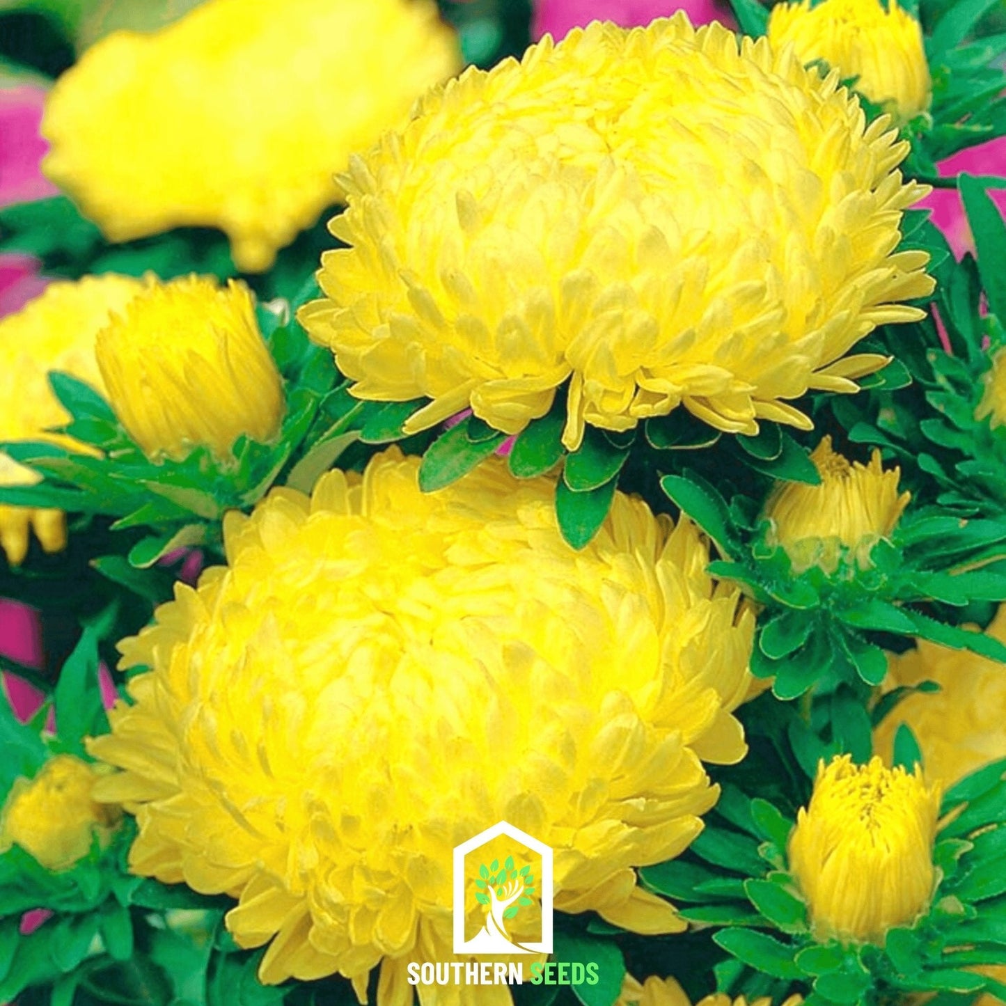 Yellow Paeony Duchess Aster ā 50 Seeds