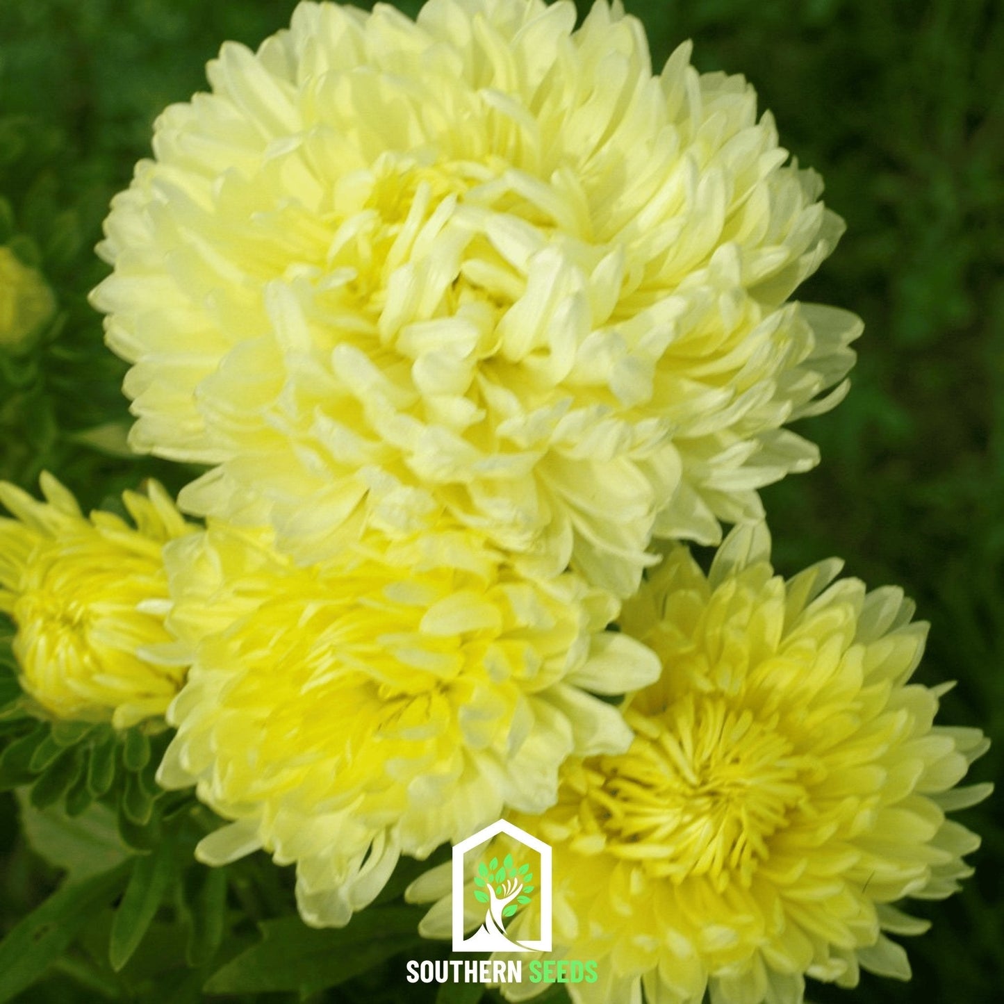 Yellow Paeony Duchess Aster ā 50 Seeds