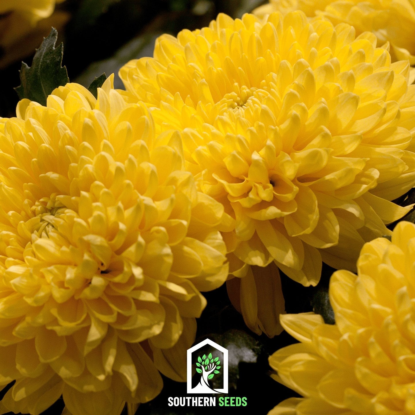 Yellow Paeony Duchess Aster ā 50 Seeds