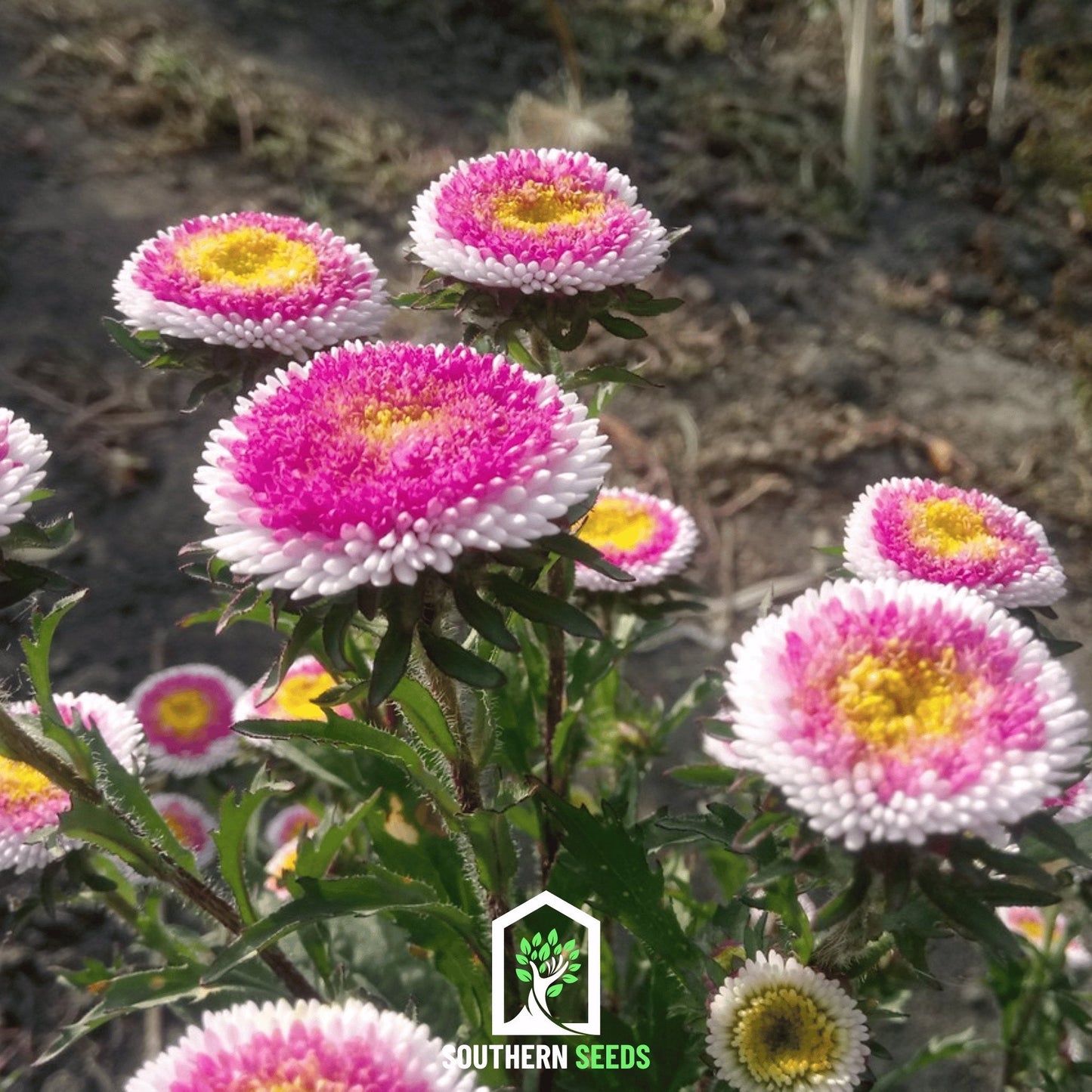 Hi-No-Maru Pompon Aster ā 50 Seeds