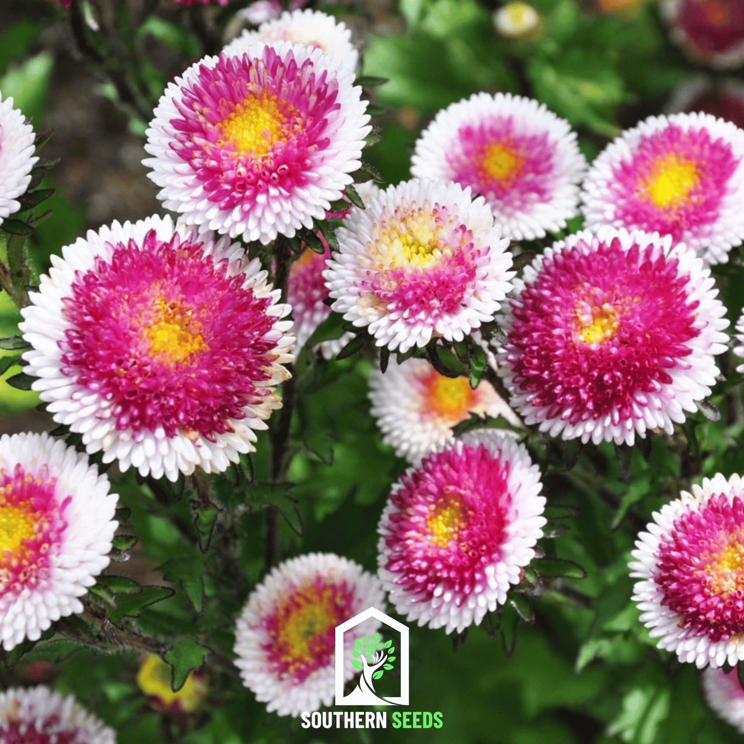 Hi-No-Maru Pompon Aster ā 50 Seeds