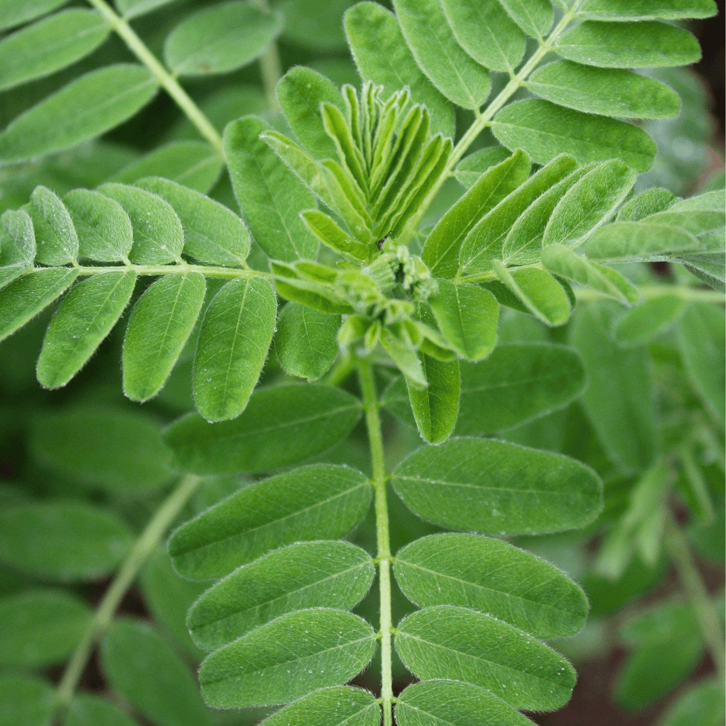 Astragalus (Huang Qi) ā 25 Seeds