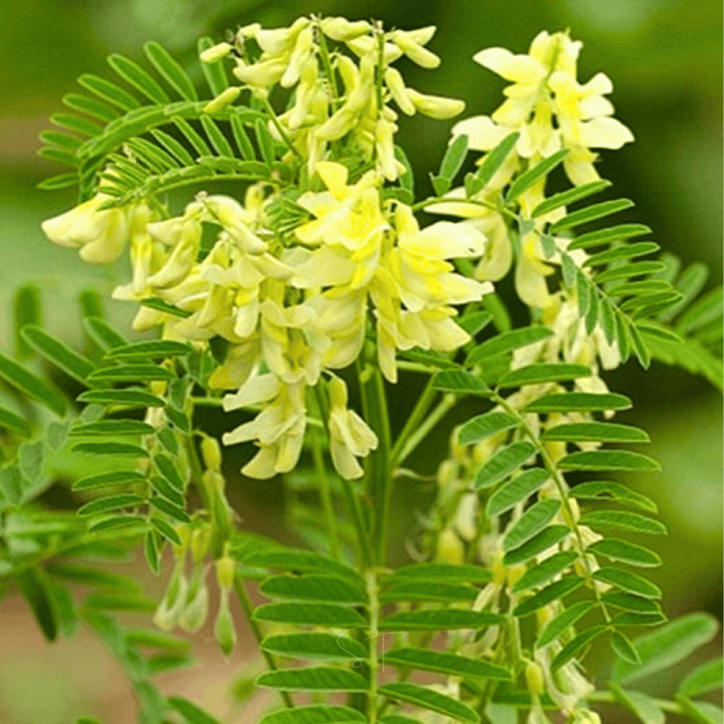 Astragalus (Huang Qi) ā 25 Seeds