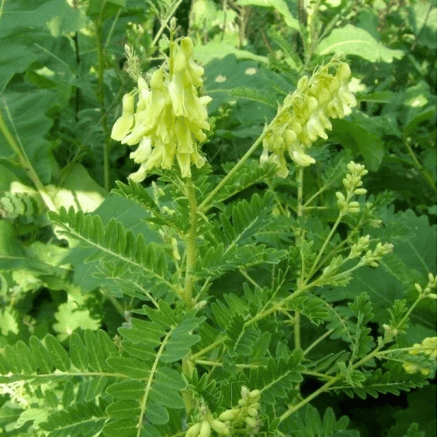 Astragalus (Huang Qi) ā 25 Seeds