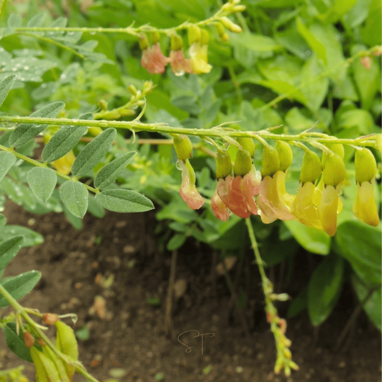 Astragalus (Huang Qi) ā 25 Seeds