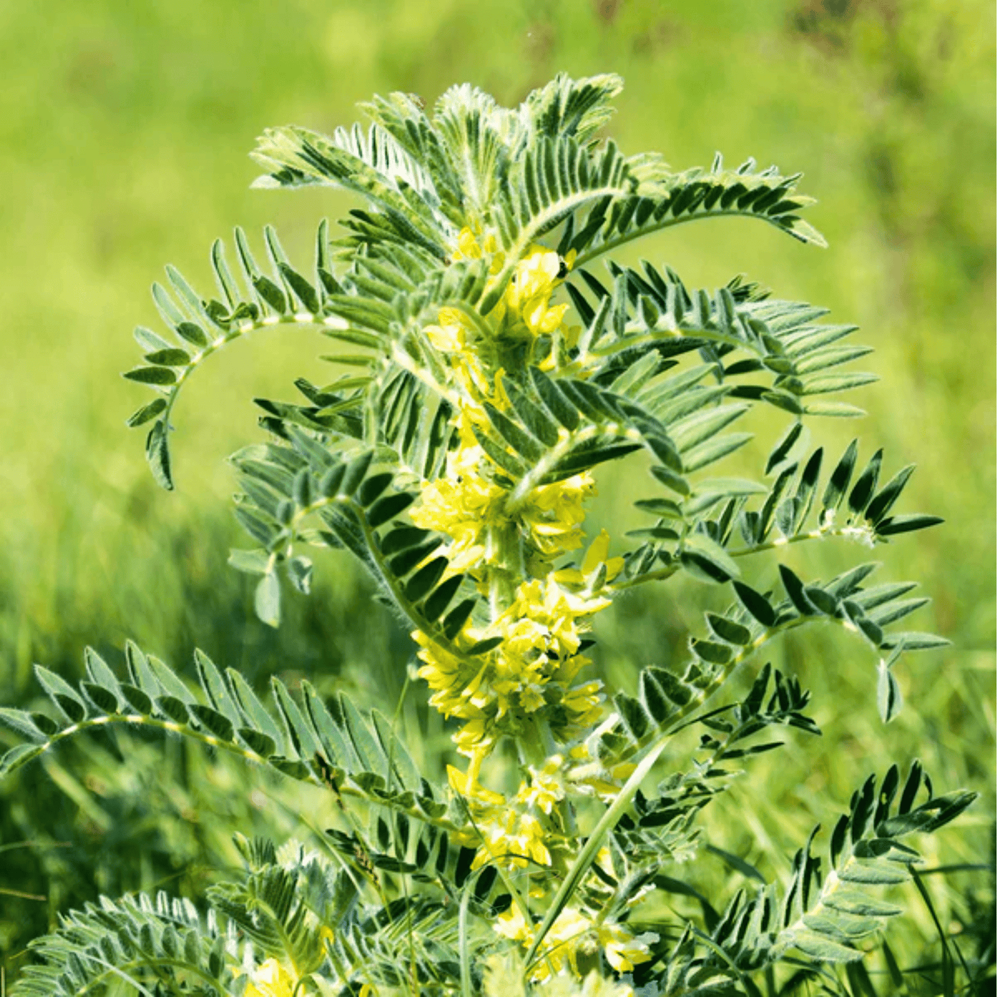 Astragalus (Huang Qi) ā 25 Seeds