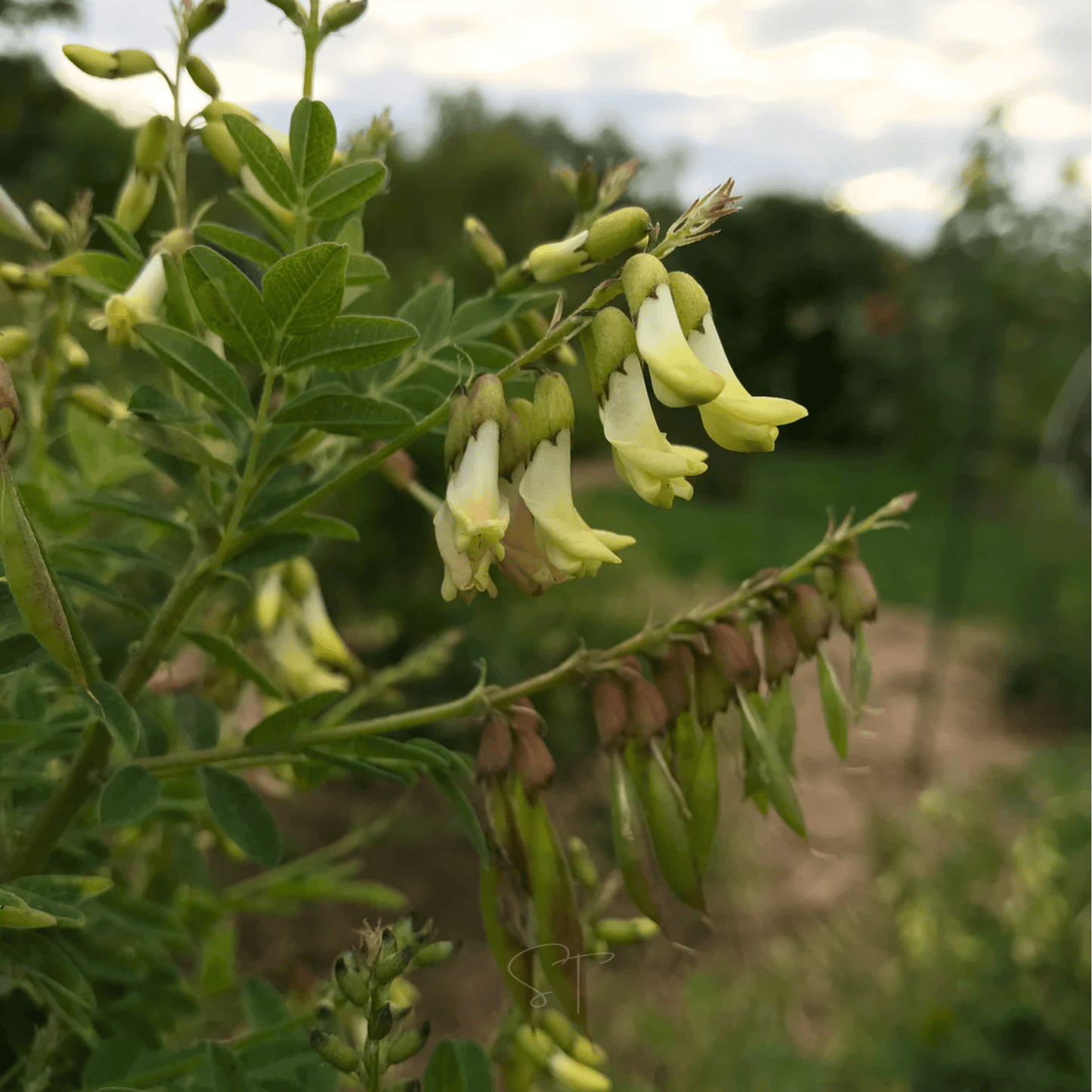 Astragalus (Huang Qi) ā 25 Seeds