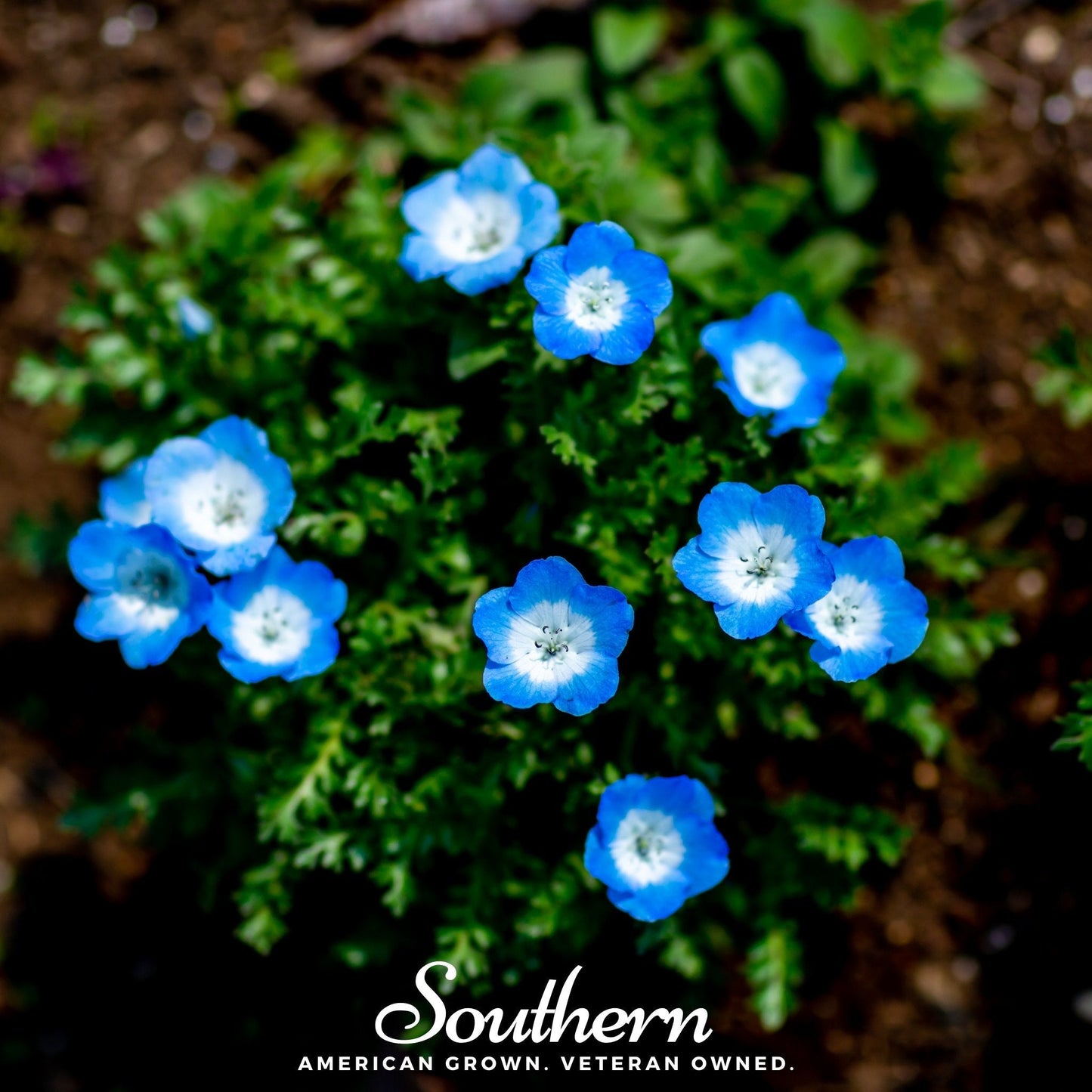 Baby Blue Eyes ā 200 Seeds