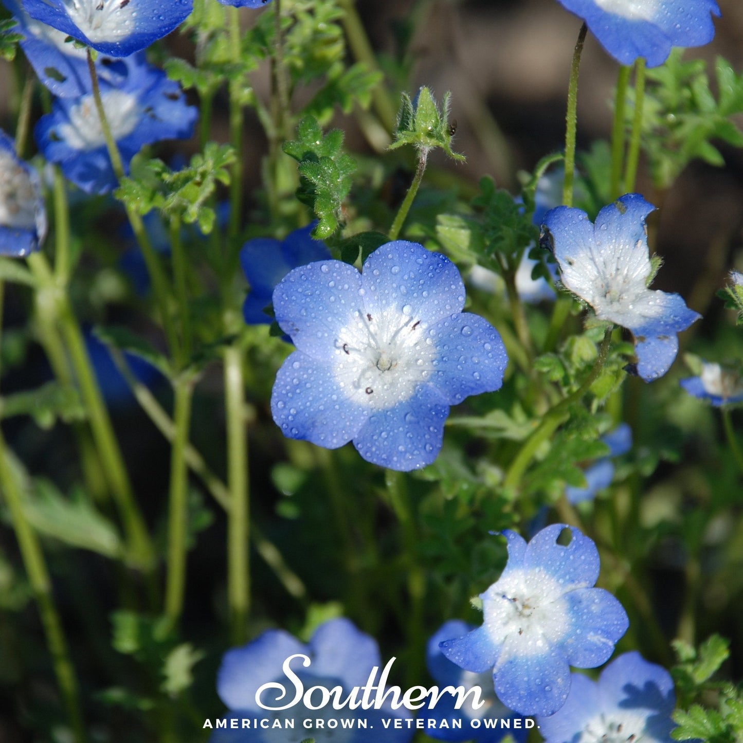 Baby Blue Eyes ā 200 Seeds