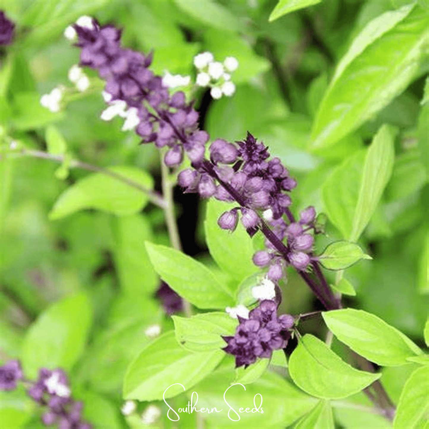 Blue Spice Basil ā 100 Seeds