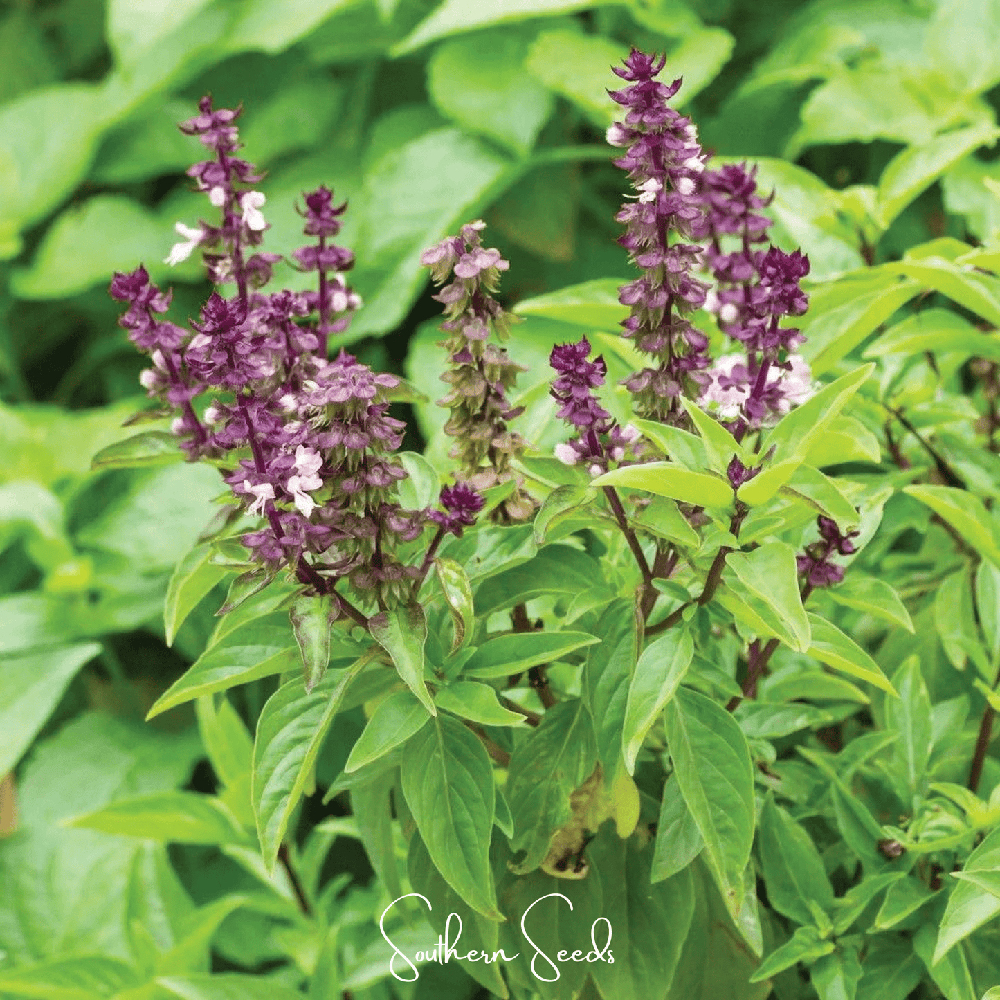 Blue Spice Basil ā 100 Seeds