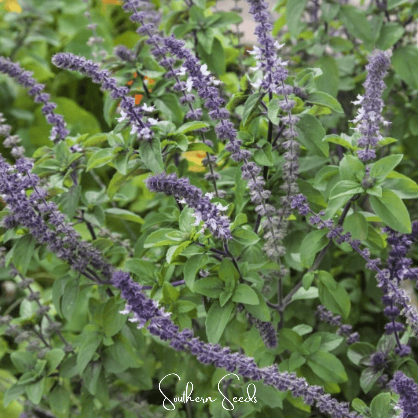 Blue Spice Basil ā 100 Seeds