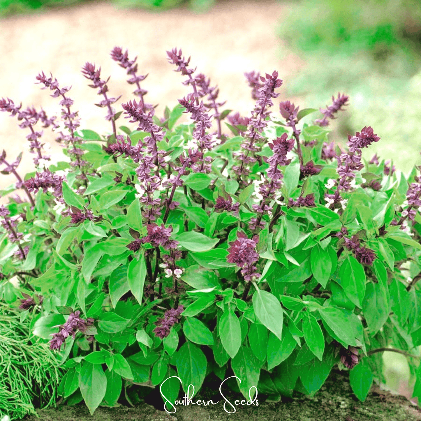 Blue Spice Basil ā 100 Seeds