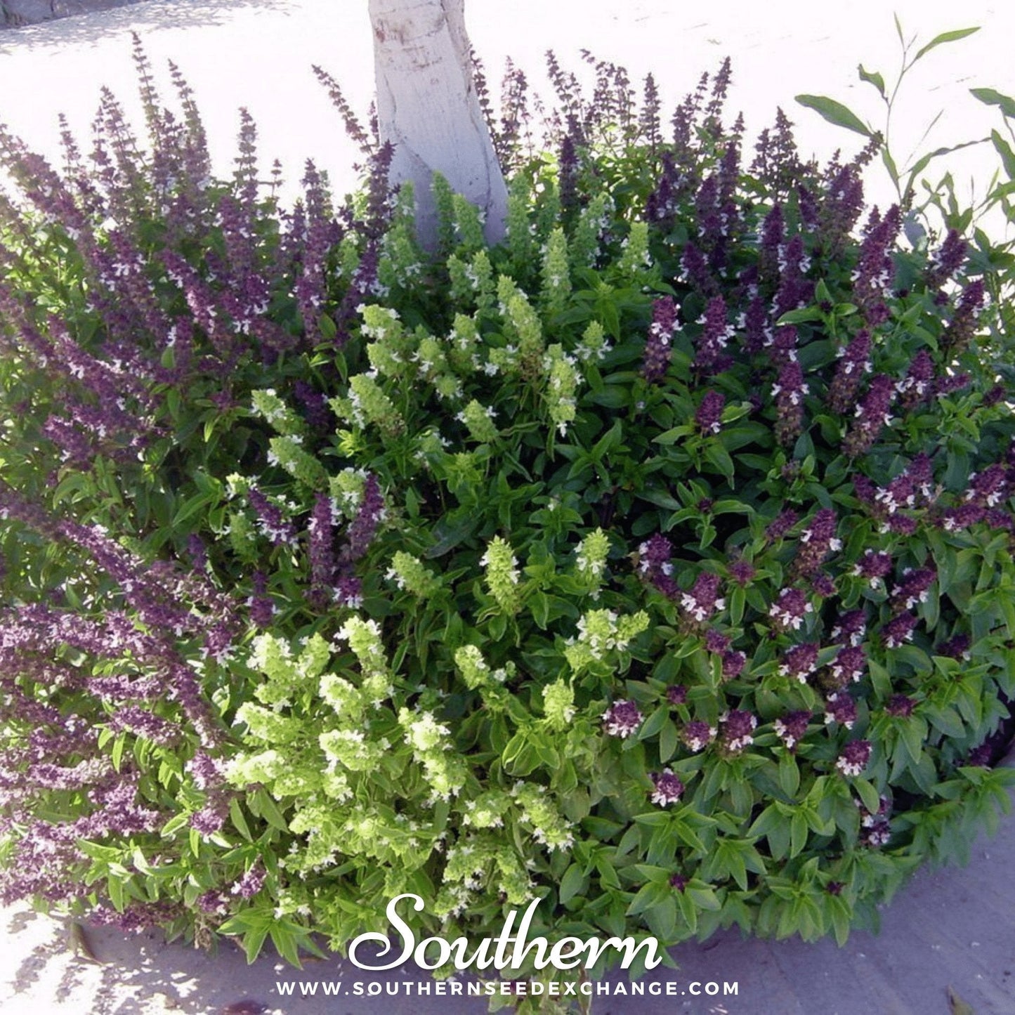 Cinnamon Basil ā 250 Seeds