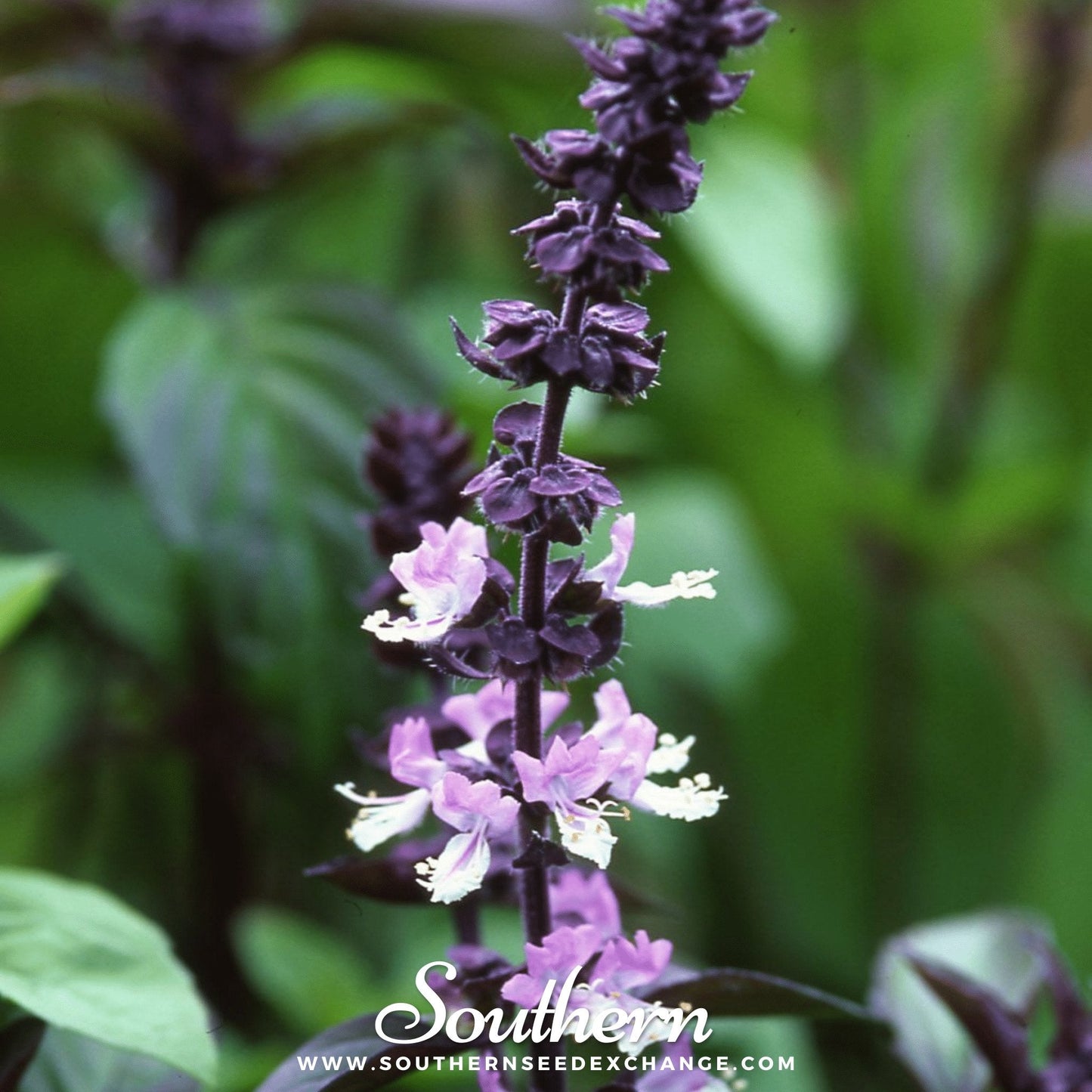Cinnamon Basil ā 250 Seeds