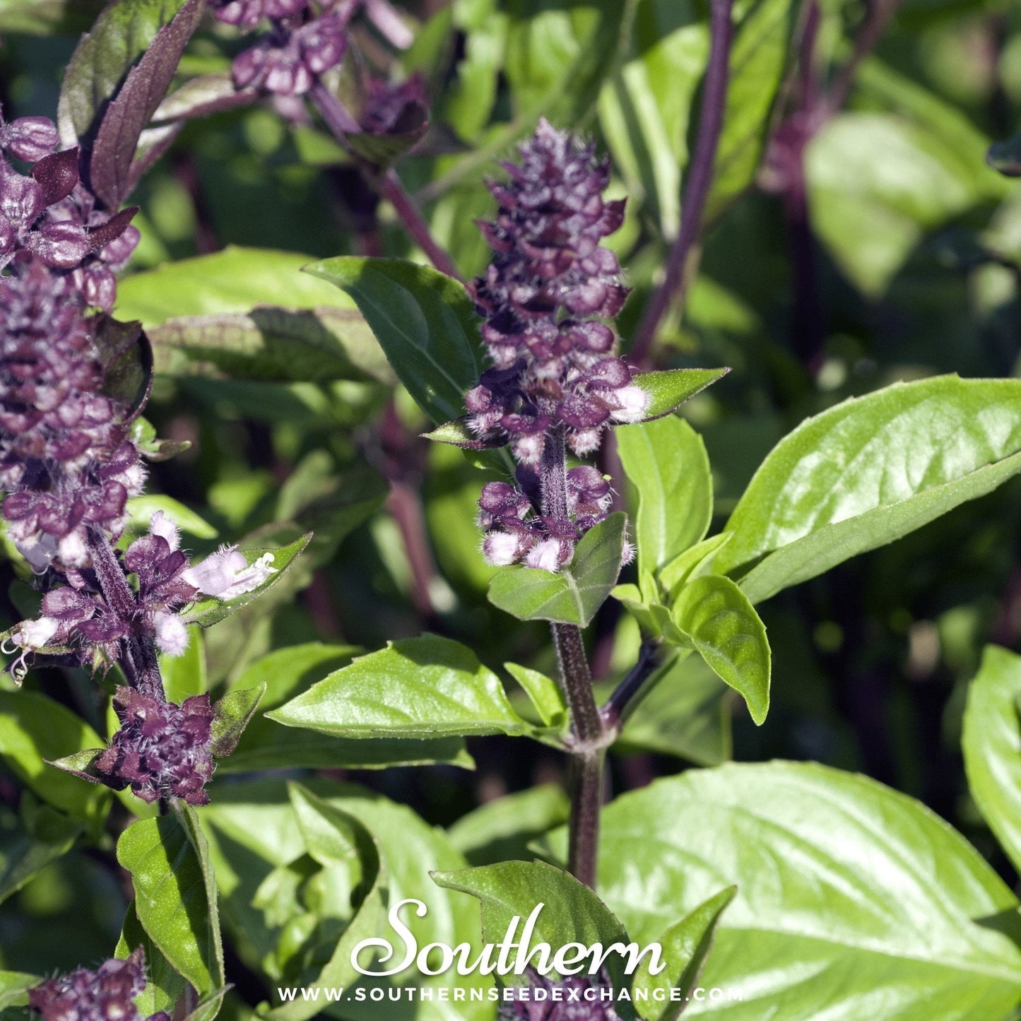 Cinnamon Basil ā 250 Seeds