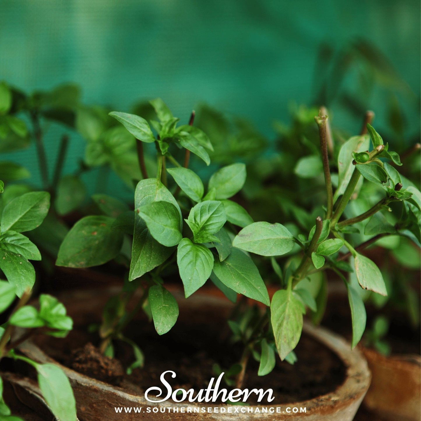 Cinnamon Basil ā 250 Seeds