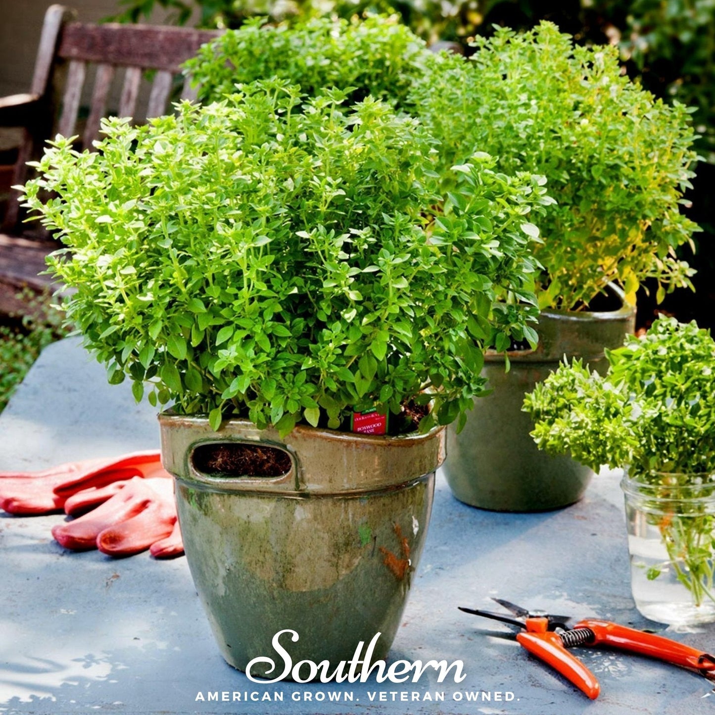 Dwarf Greek Basil ā 250 Seeds