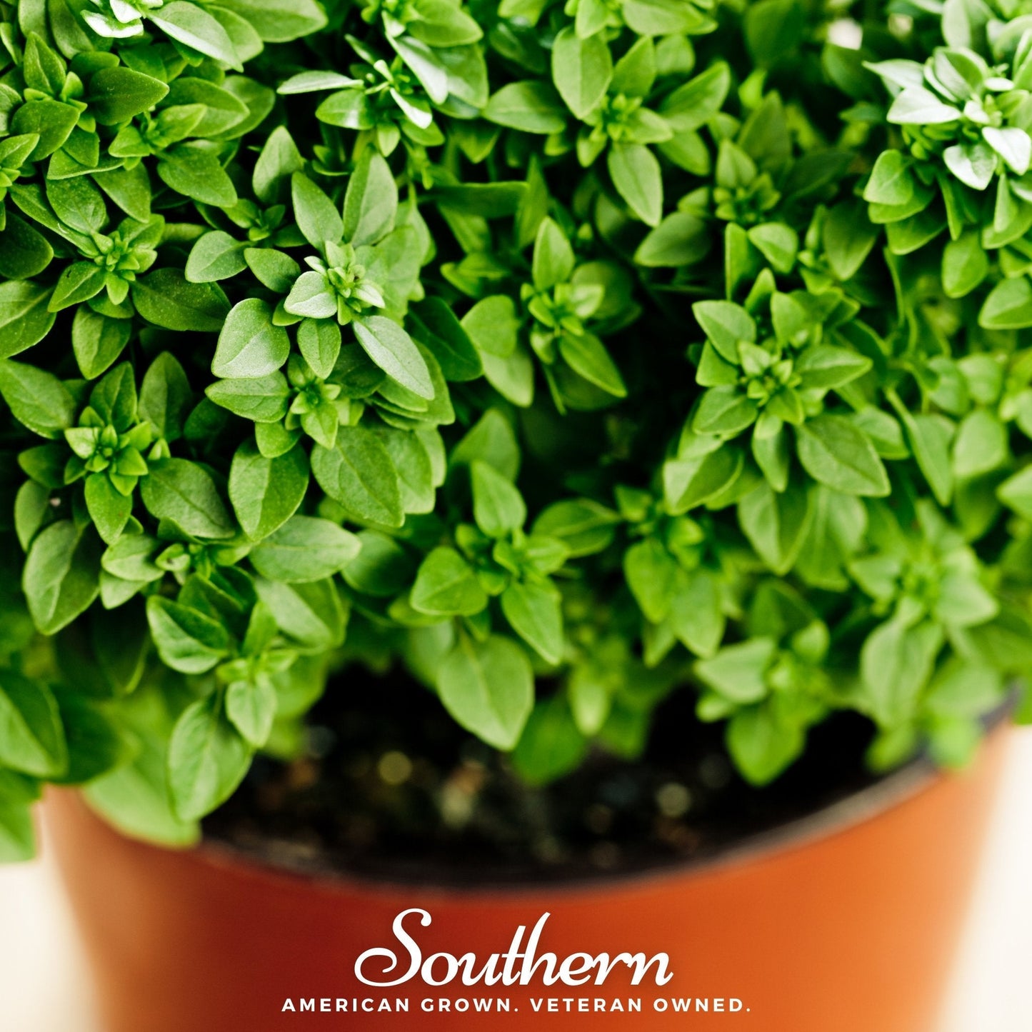 Dwarf Greek Basil ā 250 Seeds