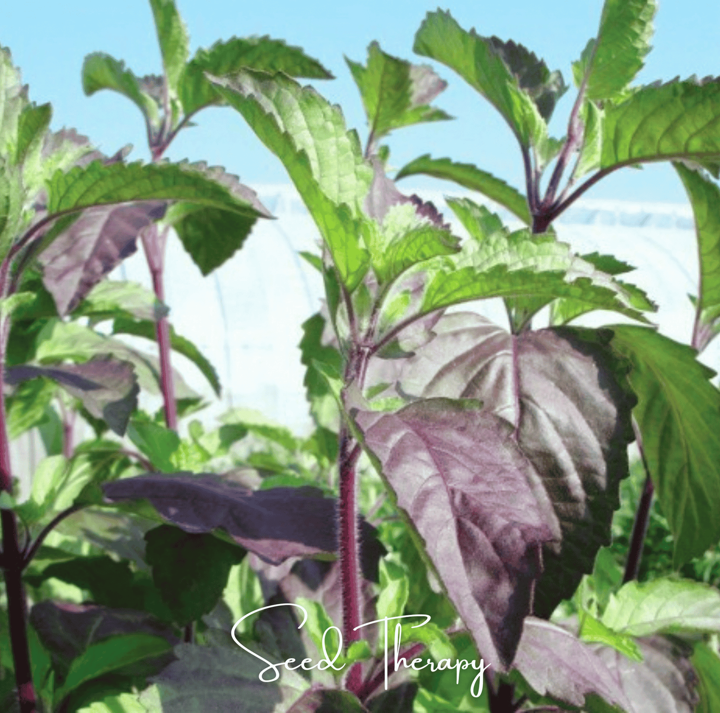 Red Holy Basil ā 250 Seeds