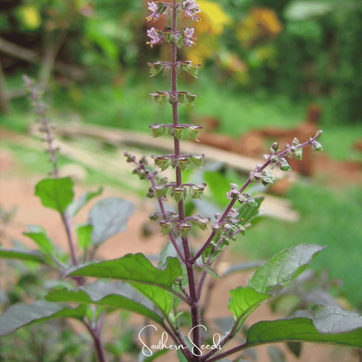 Red Holy Basil ā 250 Seeds