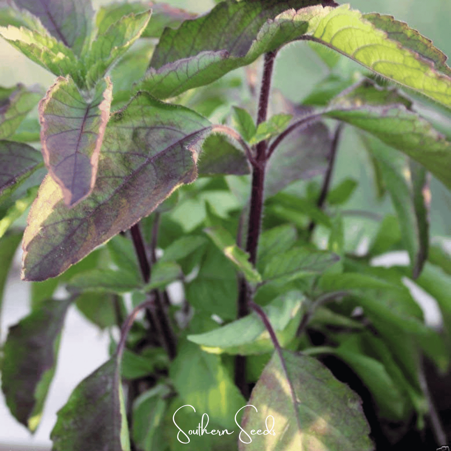 Red Holy Basil ā 250 Seeds