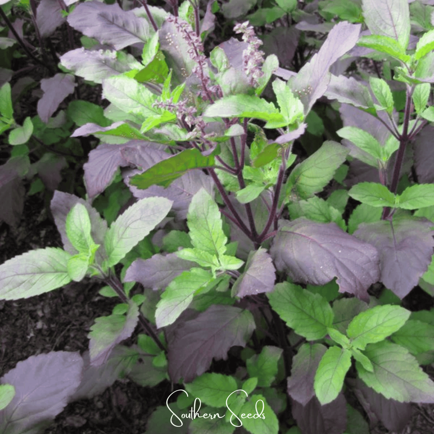 Red Holy Basil ā 250 Seeds