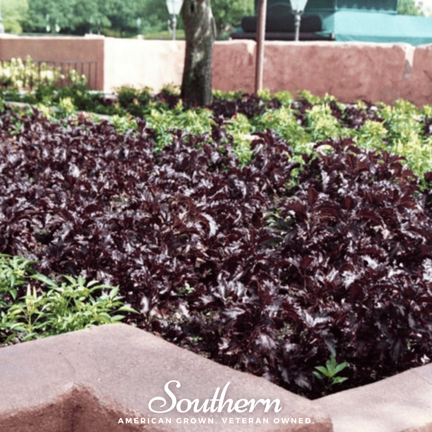 Purple Ruffles Basil ā 250 Seeds
