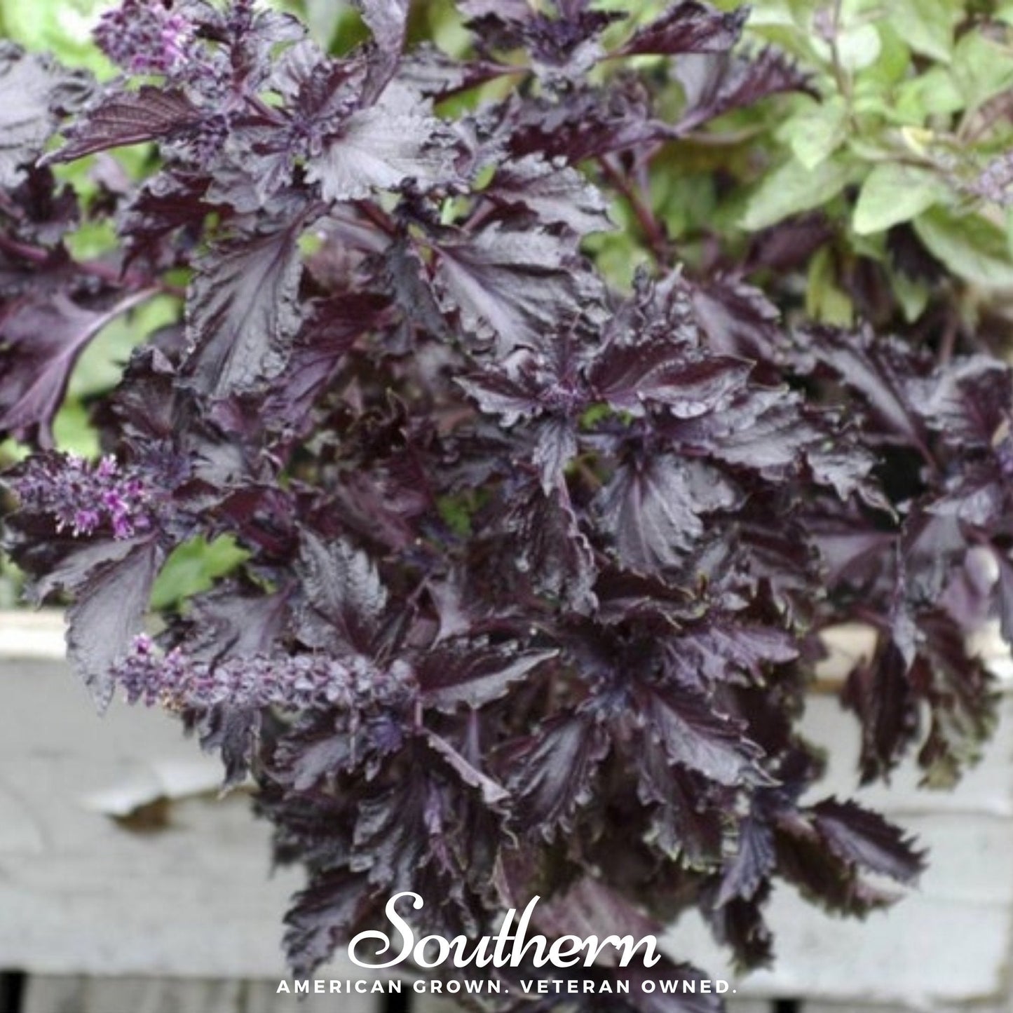 Purple Ruffles Basil ā 250 Seeds