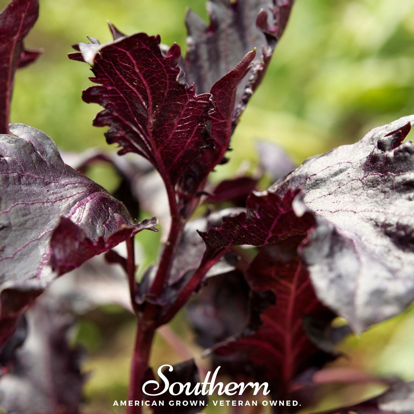 Purple Ruffles Basil ā 250 Seeds