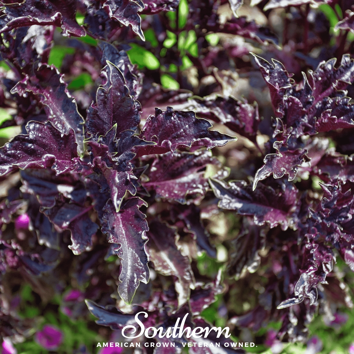 Purple Ruffles Basil ā 250 Seeds
