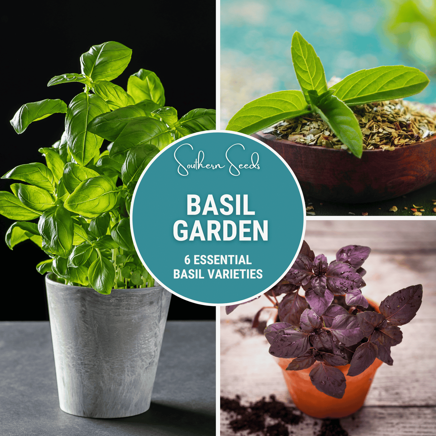 Basil Seed Collection ā 6 Varieties