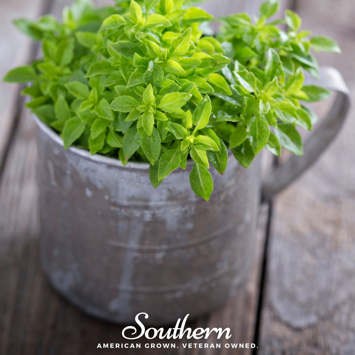 Spicy Globe Basil ā 250 Seeds
