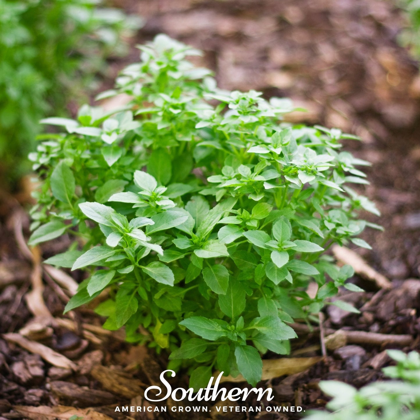 Spicy Globe Basil ā 250 Seeds