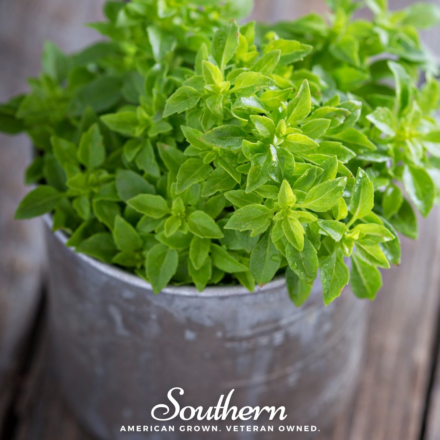 Spicy Globe Basil ā 250 Seeds