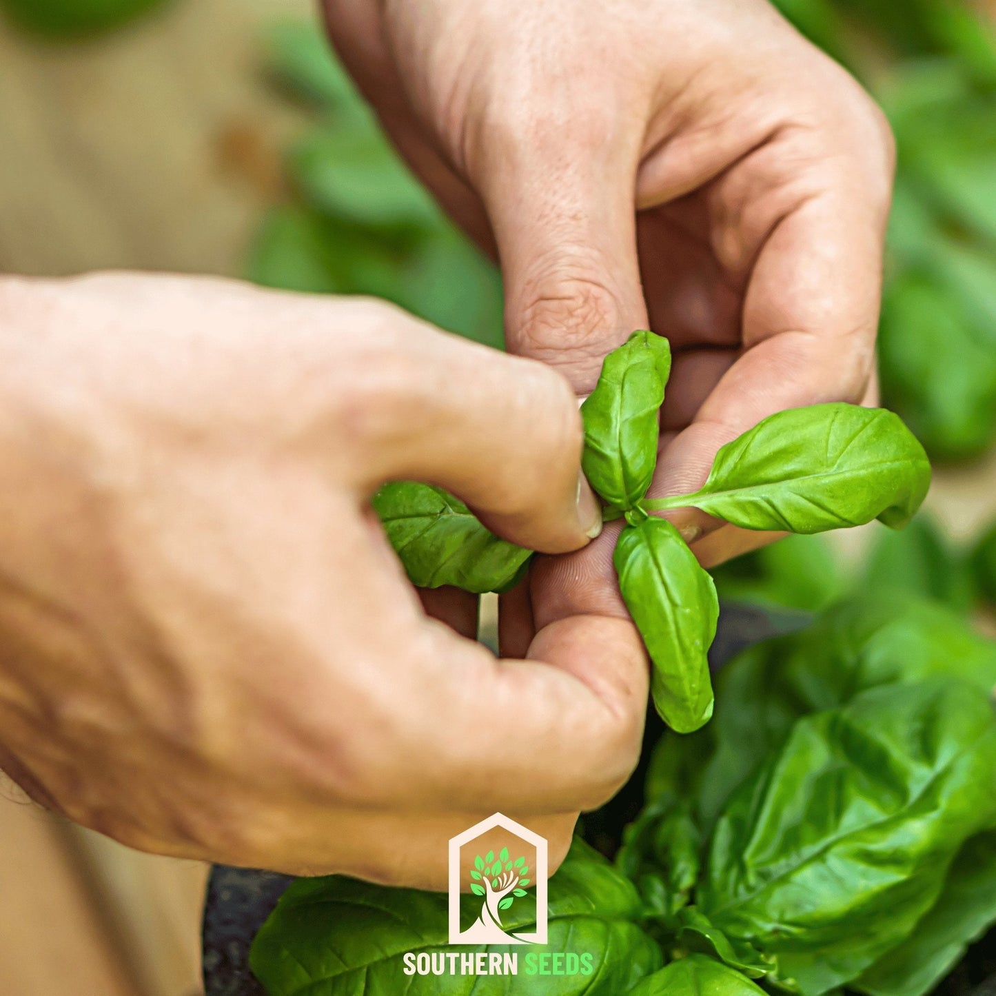 Sweet Basil ā 250 Seeds