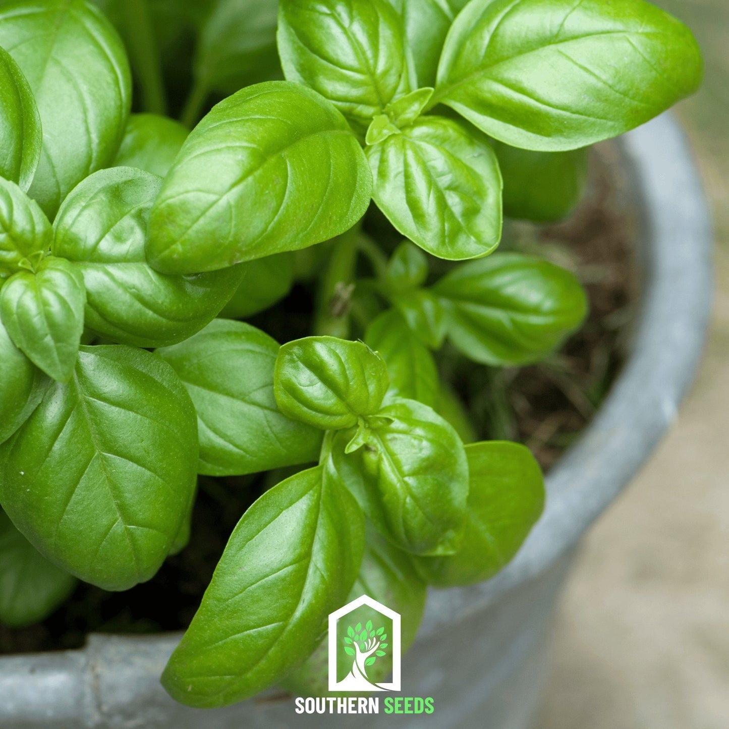Sweet Basil ā 250 Seeds