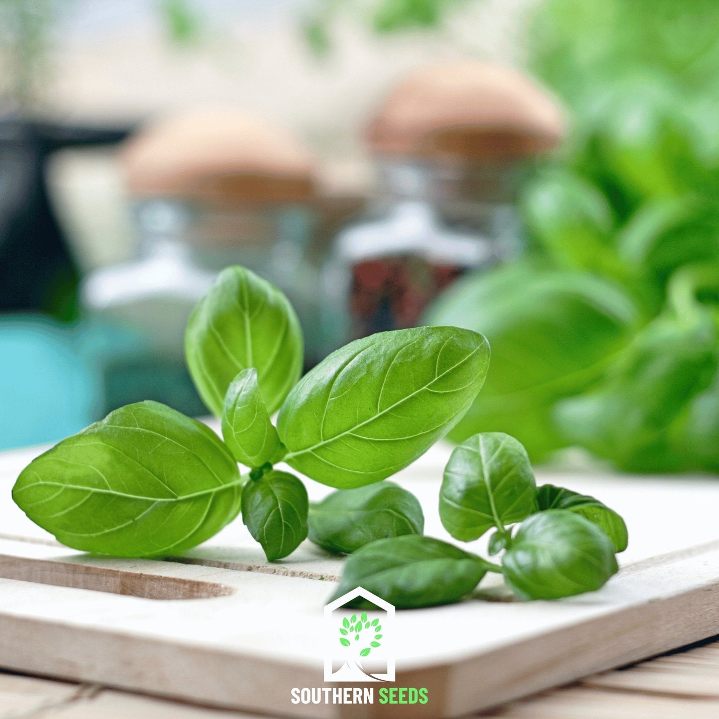 Sweet Basil ā 250 Seeds