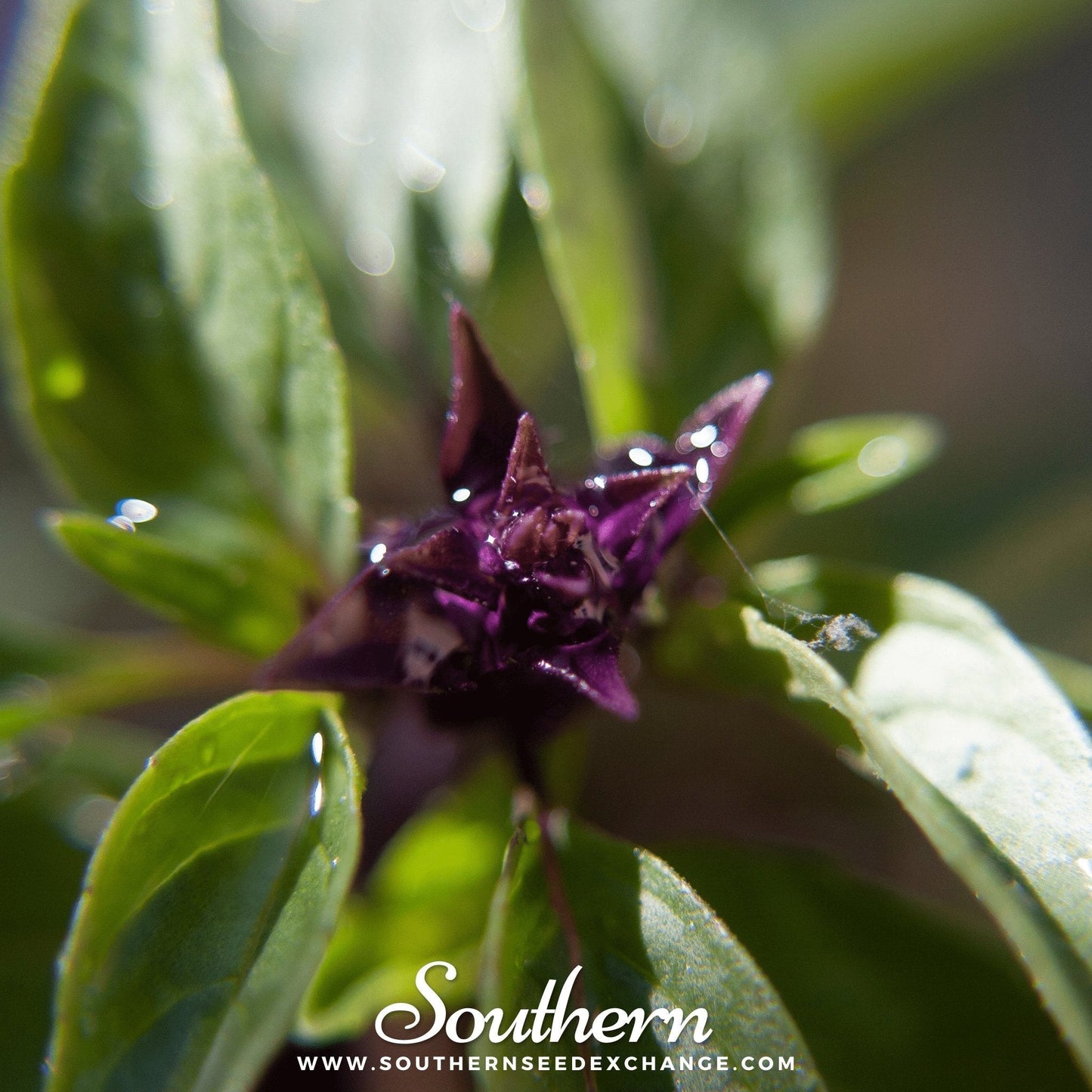 Thai Siam Queen Basil ā 250 Seeds