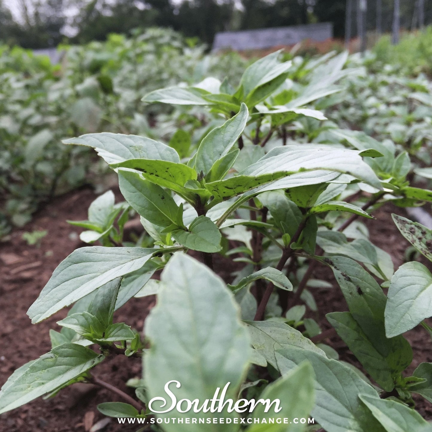Thai Siam Queen Basil ā 250 Seeds