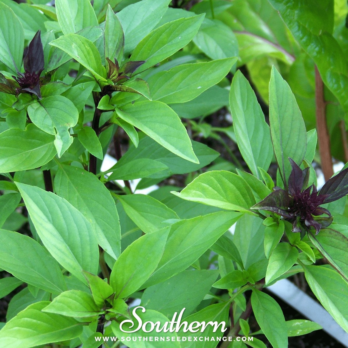 Thai Siam Queen Basil ā 250 Seeds
