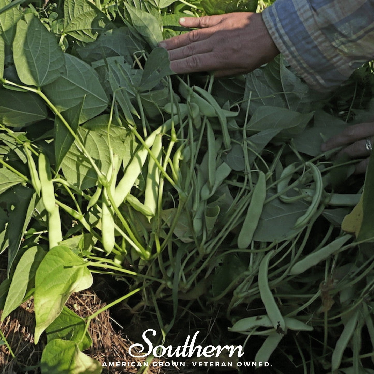 Black Coco Bean (Bush) ā 30 Seeds
