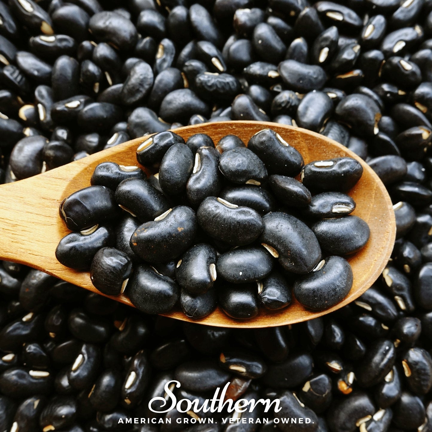 Black Coco Bean (Bush) ā 30 Seeds