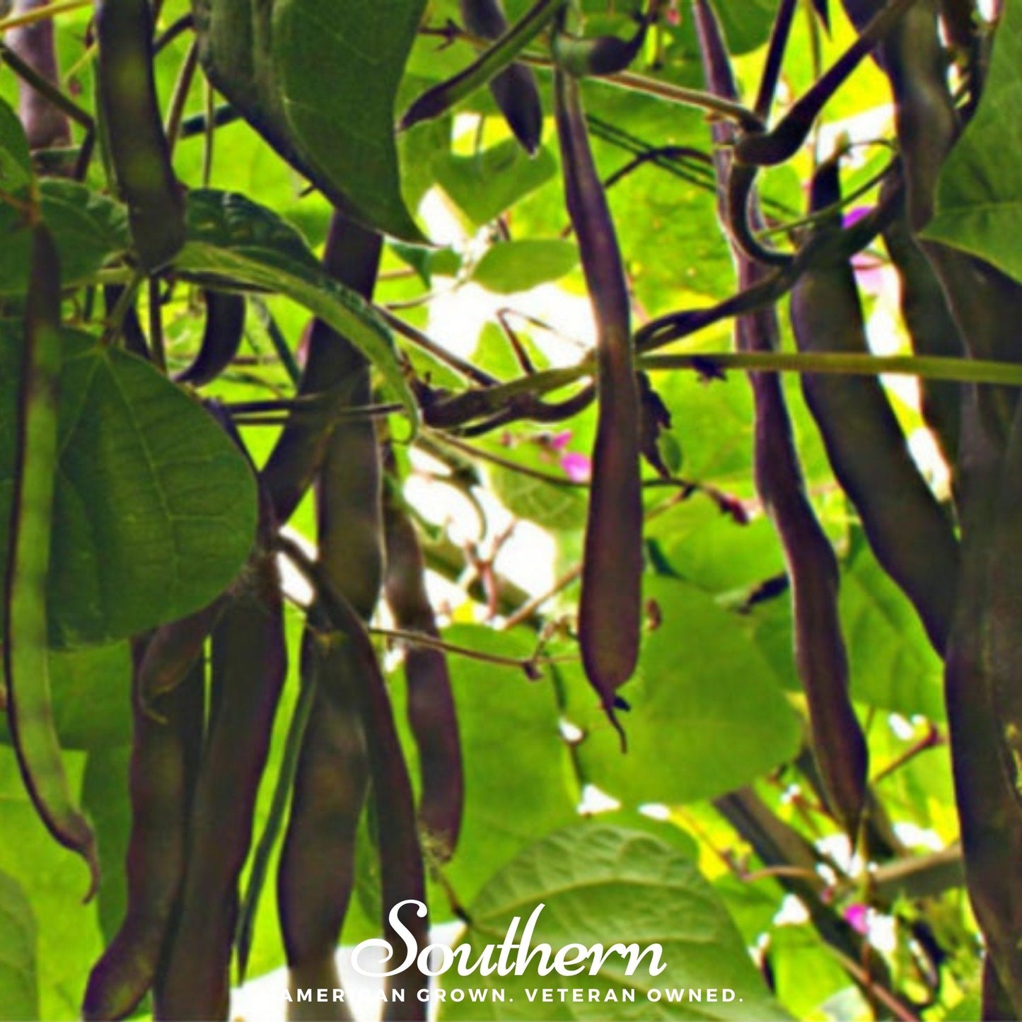 Blue Coco Bean (Pole) ā 30 Seeds