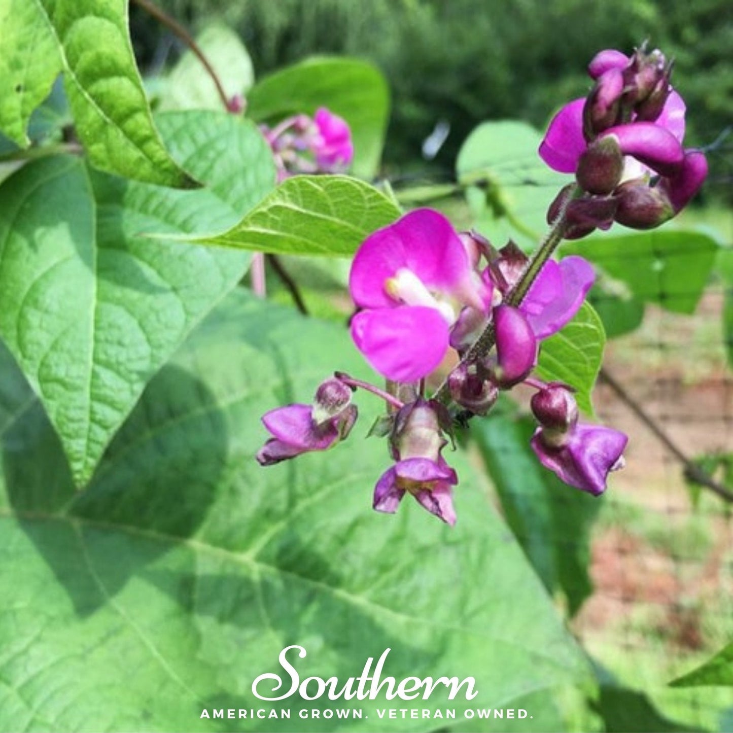 Blue Coco Bean (Pole) ā 30 Seeds