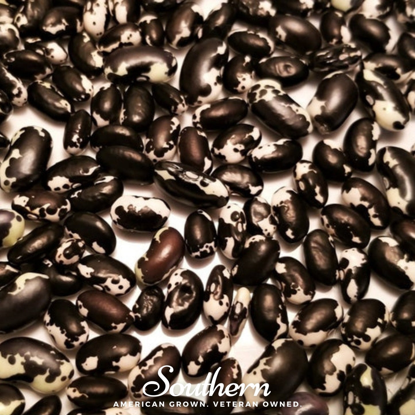 Calypso Orca Bean (Bush) ā 25 Seeds