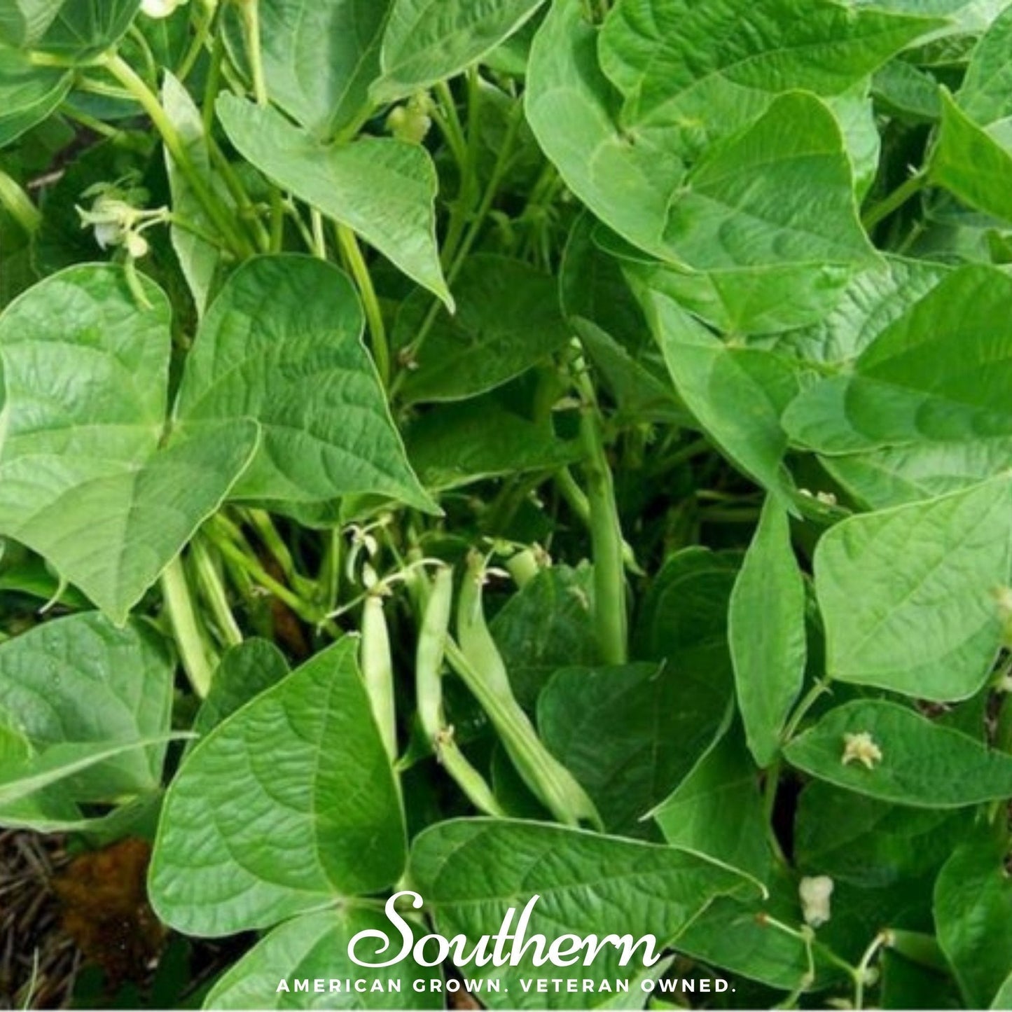 Calypso Orca Bean (Bush) ā 25 Seeds