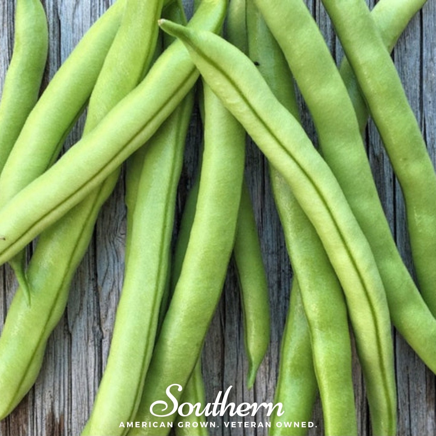 Contender Bean (Bush) ā 30 Seeds