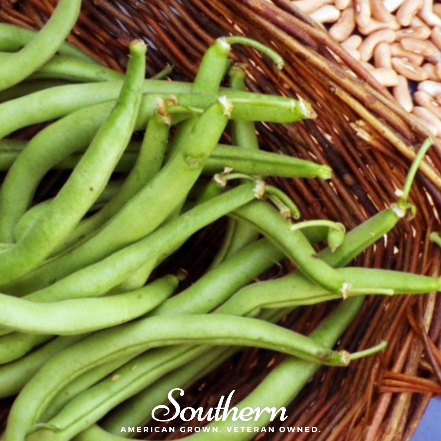 Contender Bean (Bush) ā 30 Seeds